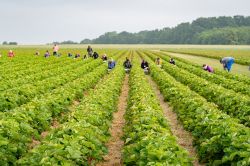 Foto: Erntehelfer auf einem Erdbeerfeld